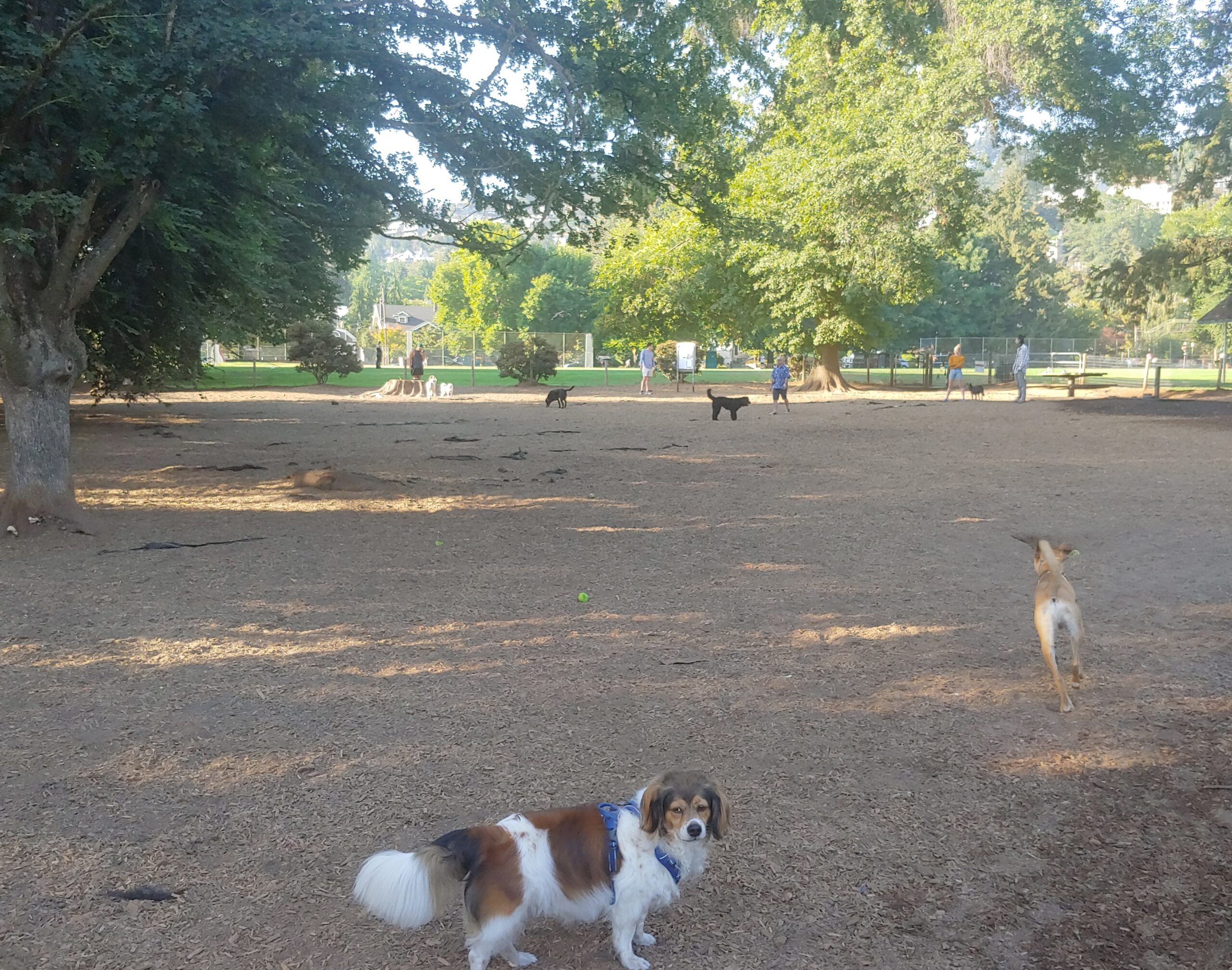 Wallace dog park in Portland, Oregon