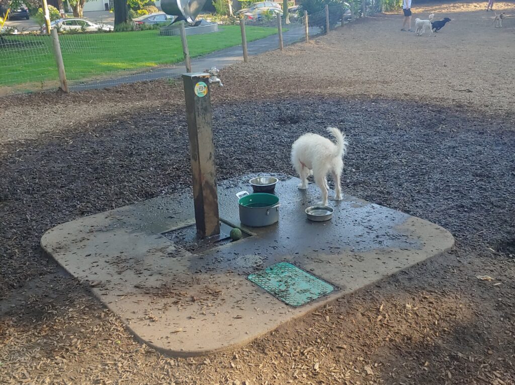 Wallace in the Northwest neighborhood is one of the best Portland dog parks with water.