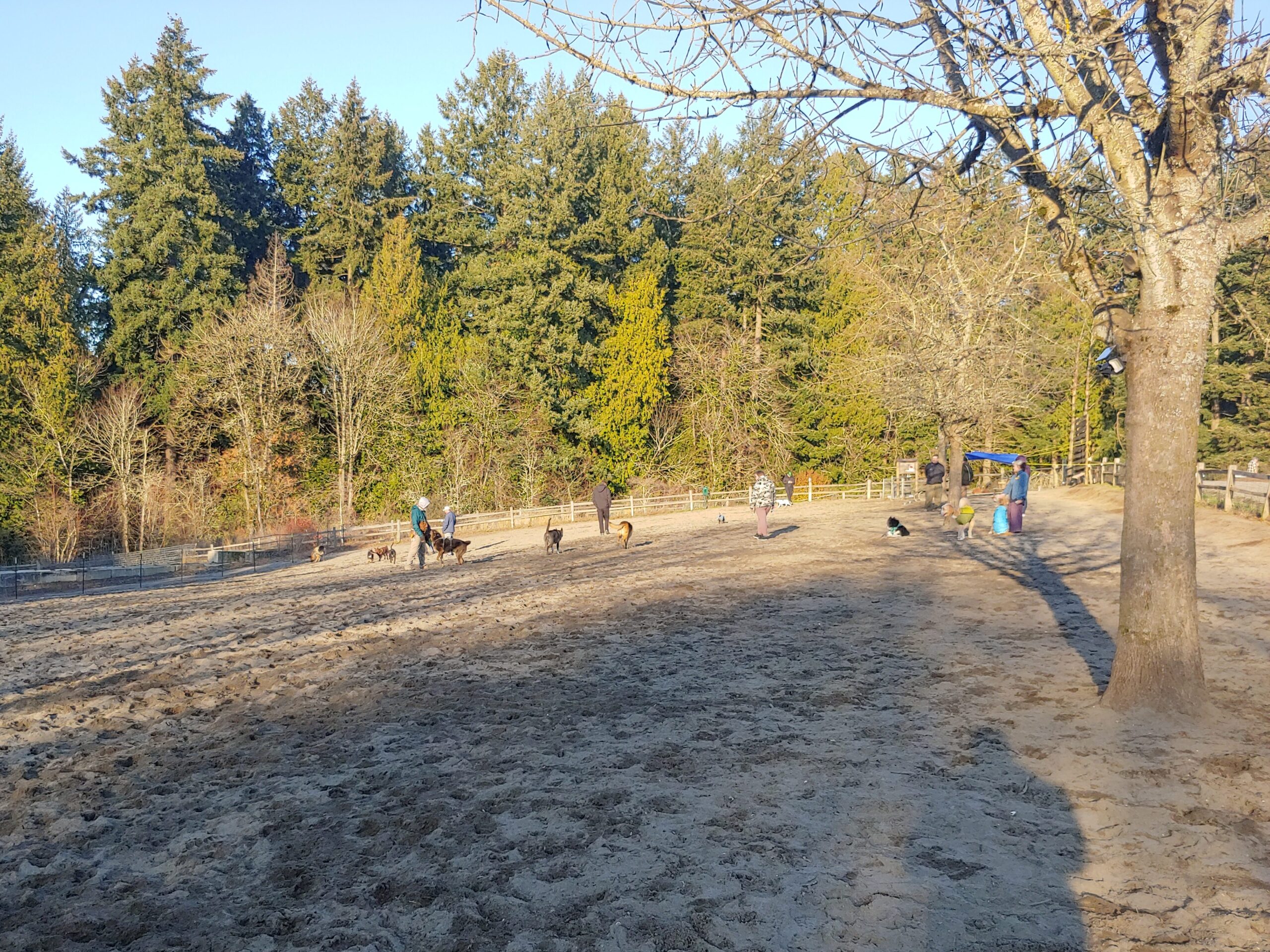 Gabriel Park winter fenced off-leash dog park in Southwest Portland, OR