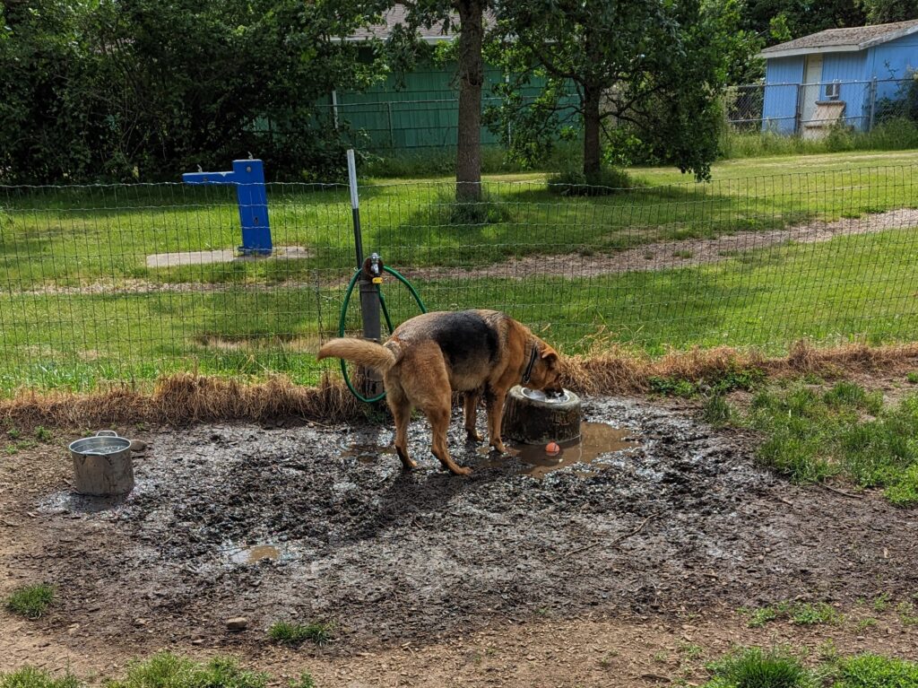 Lynchwood is one of Portland's best dog parks with water.