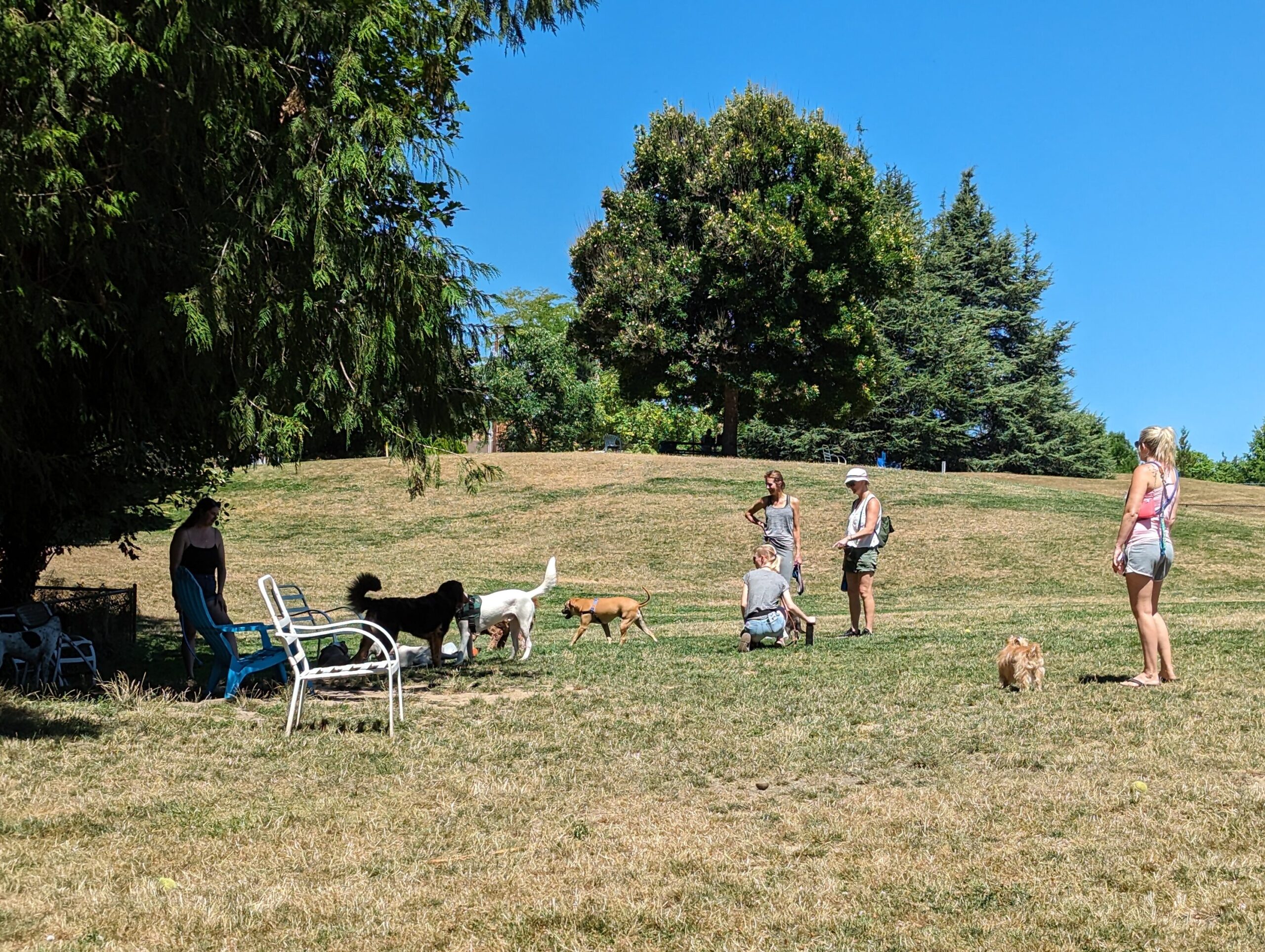 Gabriel Park summer fenced off-leash dog park in Southwest Portland, OR