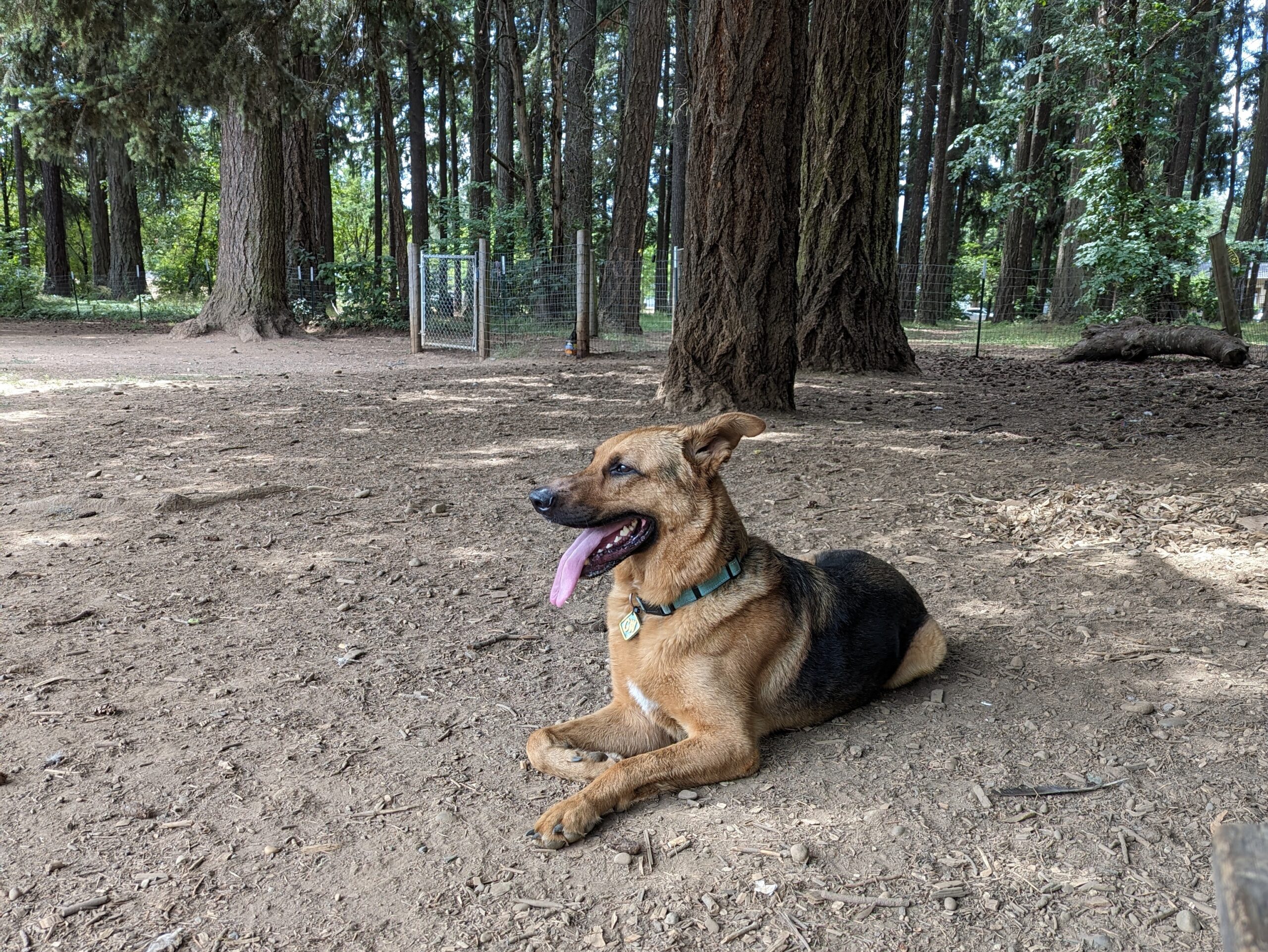 Lynchwood dog park in Portland, Oregon