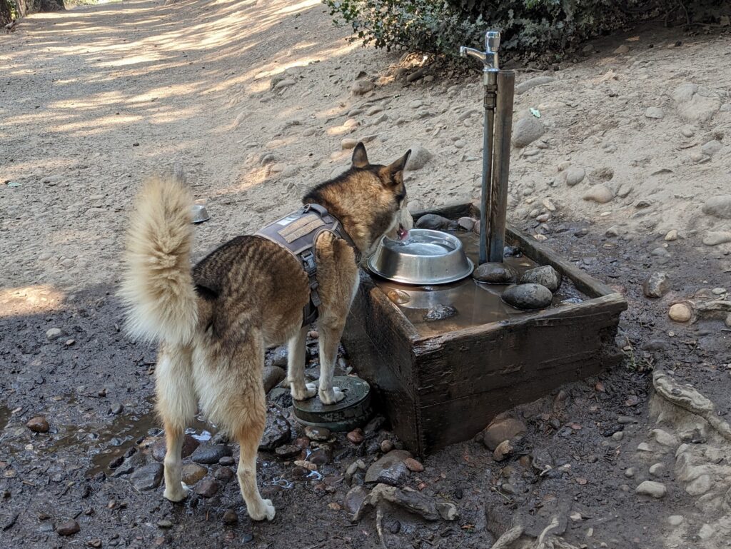 Dog drinking water at Mt. Tabor off-leash dog park in Portland, OR