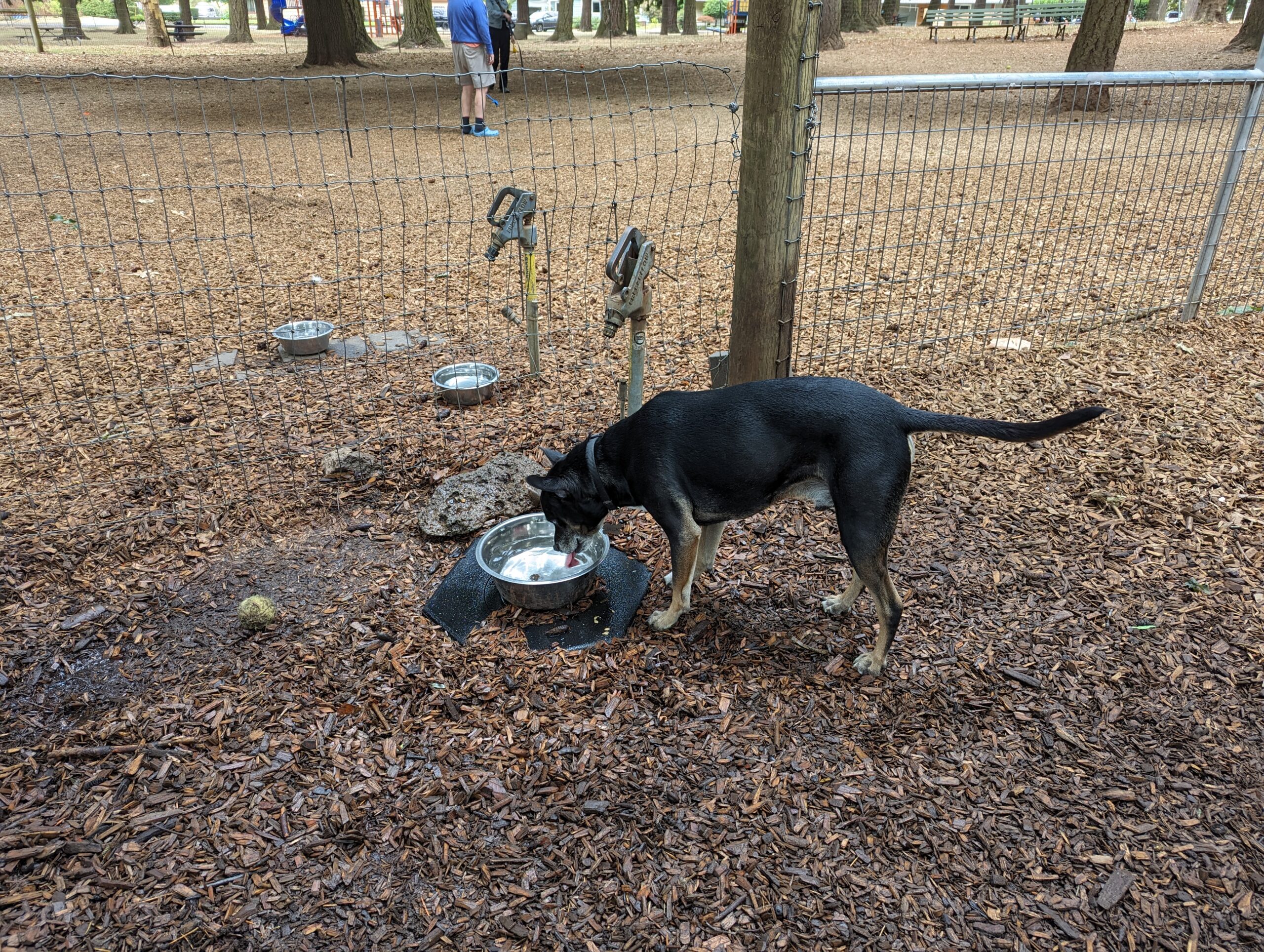 Dog drinking water at Normandale Park, which is one of Portland's best dog parks with water.