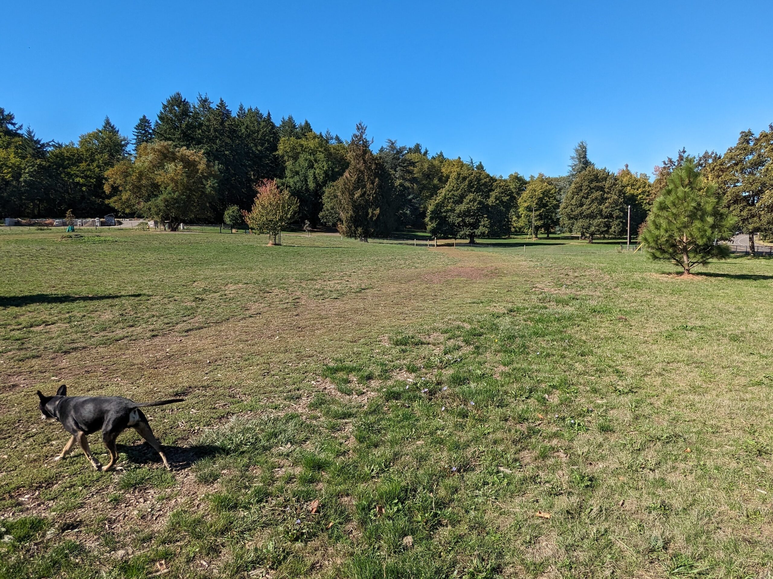 Chimney Park off-leash dog park in North Portland, OR.