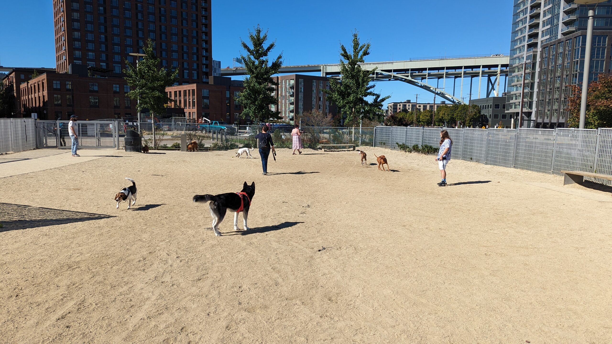 The Fields dog park in the Pearl District. Portland, OR