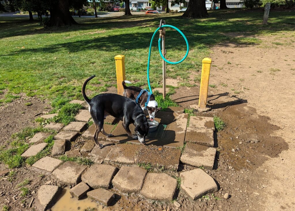 Woodstock is a favorite Southeast Portland dog park with water.