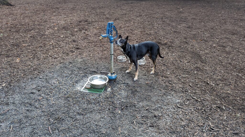 Fresh water at Wilshire off-leash dog park in Northeast Portland, OR