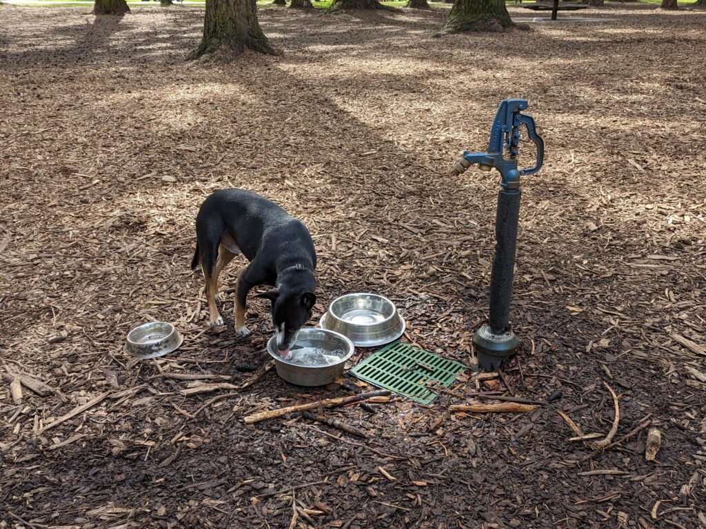 Wilshire Park's off-leash area is one of  Northeast Portland's best dog parks with water. 