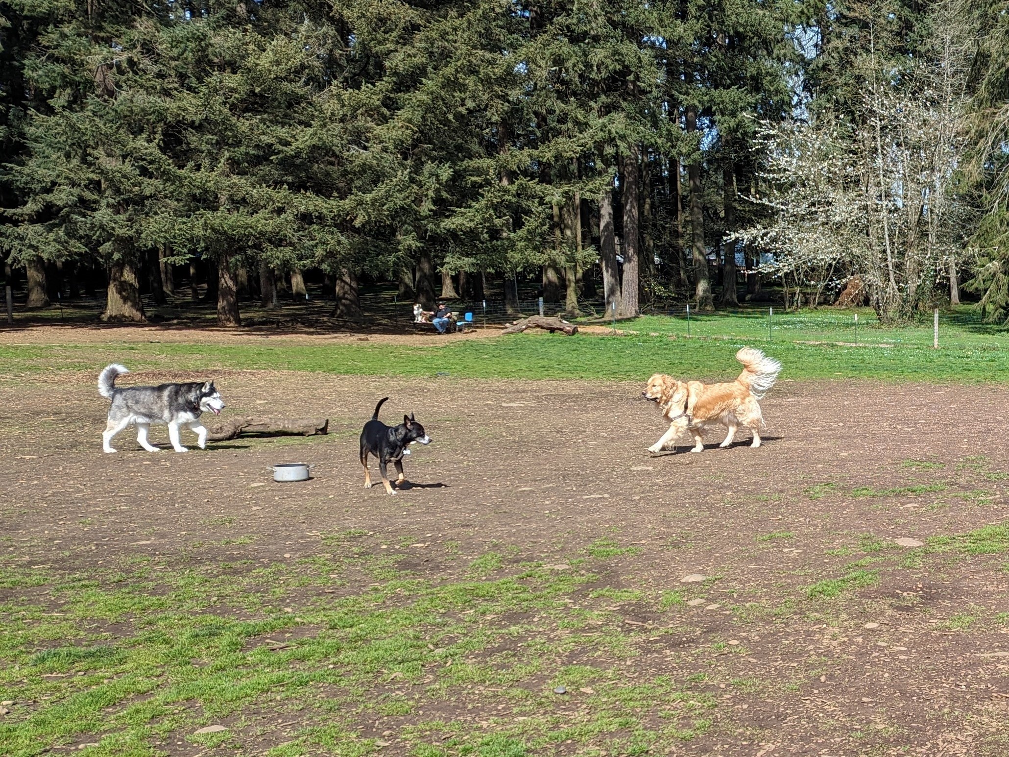 Lynchwood Park fenced off-leash dog park in Southeast Portland, OR