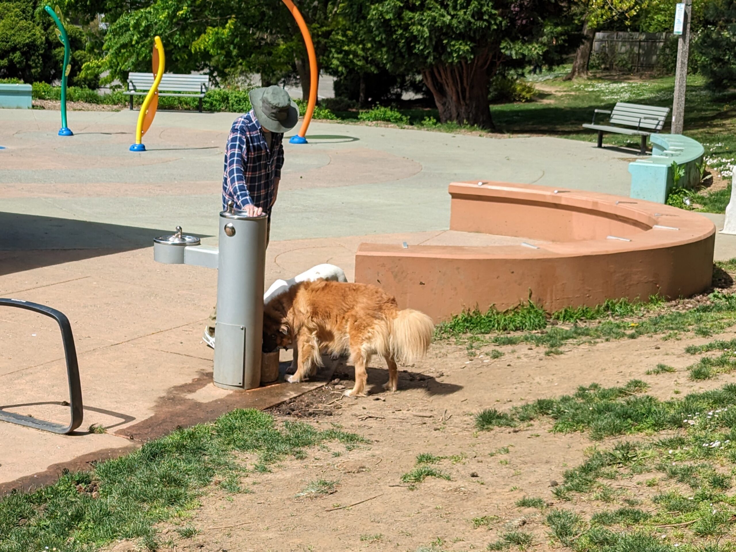 Dogs drinking water at Northeast Portland's Fernhill Park.